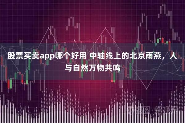 股票买卖app哪个好用 中轴线上的北京雨燕，人与自然万物共鸣